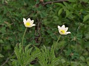 37 Pulsatilla alpina (Anemone alpino) allo zoom